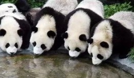 西安大熊猫爆料事件视频,揭秘萌宝幕后趣事